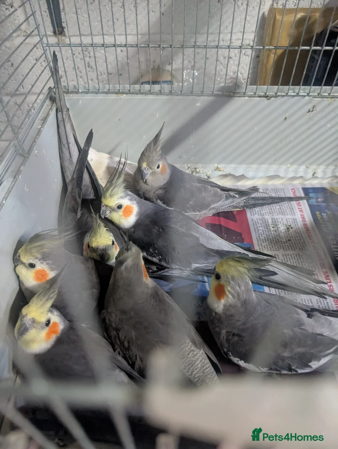 Cockatiels birds for sale: Grey Cocoatail  in Cardiff - Advert 2