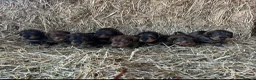 Dachshund dogs for sale: Outstanding Standard Wire-haired Dachshund Puppies - Advert 4