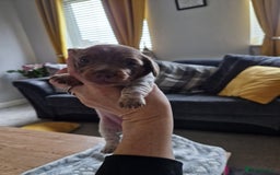 Miniature Dachshund dogs for sale: Minature dachound pups - Image 8