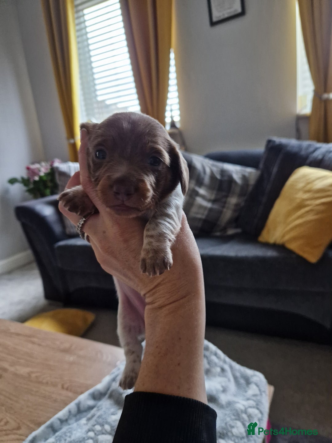 Miniature Dachshund dogs for sale: Minature dachound pups - Image 8