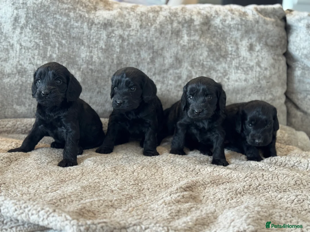 Cockapoo dogs for sale: CURLY F1 COCKERPOO - Advert 4