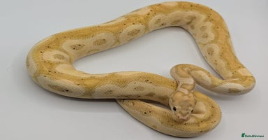 Python Snake reptiles - Advert 2