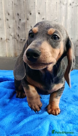 Miniature Dachshund dogs - Advert 1