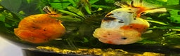 Fancy Goldfish fish for sale: Two lovely little male Ranchu fancy goldfish - Advert 1