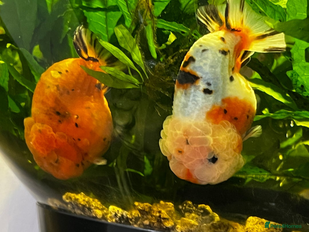 Fancy Goldfish fish for sale: Two lovely little male Ranchu fancy goldfish - Advert 1