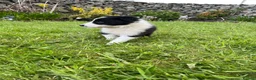 Border Collie dogs for sale: Border Collie Pups  in Sedbergh - Advert 4