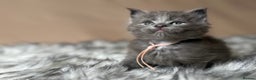 Maine Coon cats for sale: Maine coon kittens blue silver smoke rare colours - Advert 18