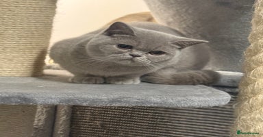 British Shorthair cats - Advert 5
