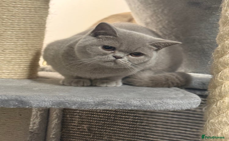 British Shorthair cats - Advert 3