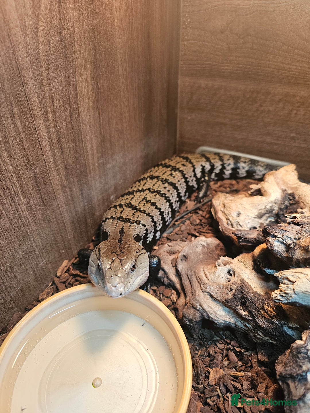 Skink reptiles for sale: Blue Tongued Skink-Male enclosure and cabnet setup - Advert 4