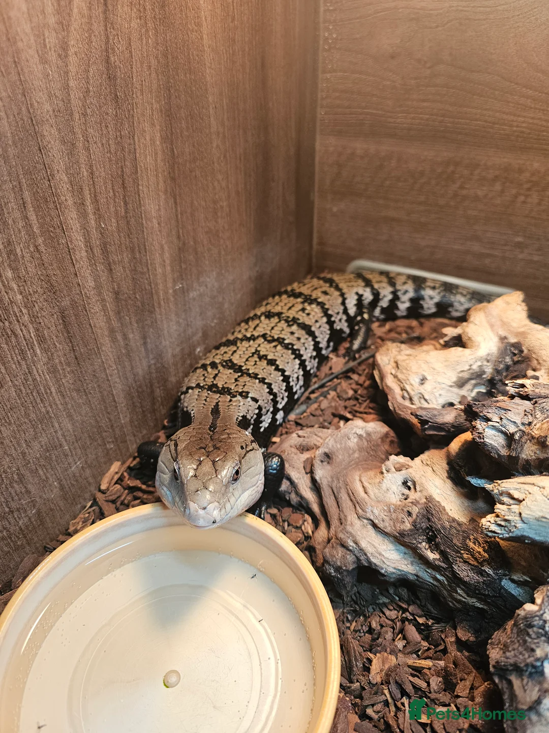 Skink reptiles for sale: Blue Tongued Skink-Male enclosure and cabnet setup - Advert 4