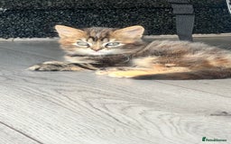 British Longhair cats for sale: 2 female kittens looking for their loving home - Image 1