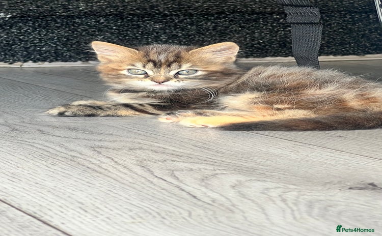 British Longhair cats - Advert 2