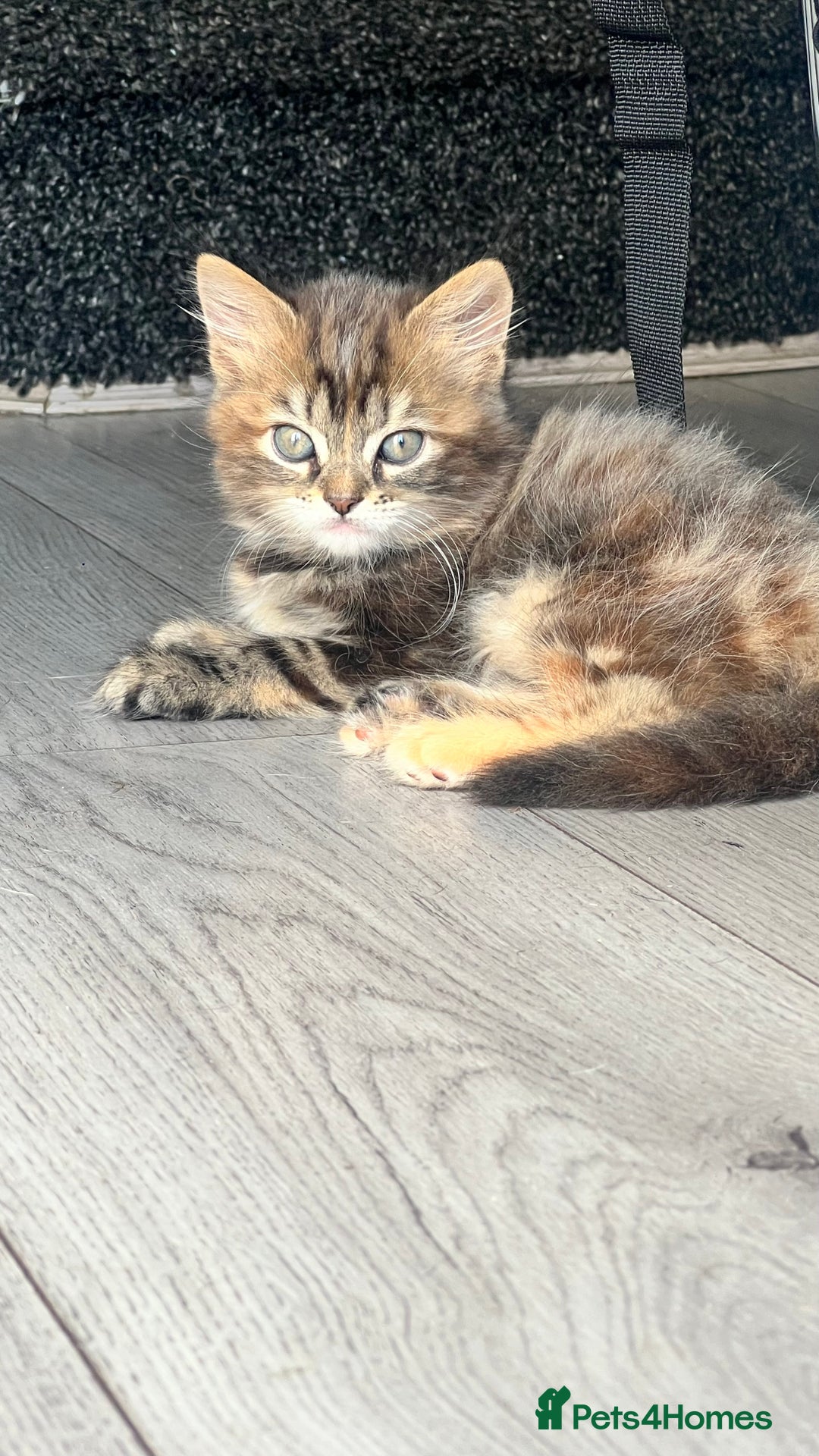 British Longhair cats for sale: 2 female kittens looking for their loving home - Image 1