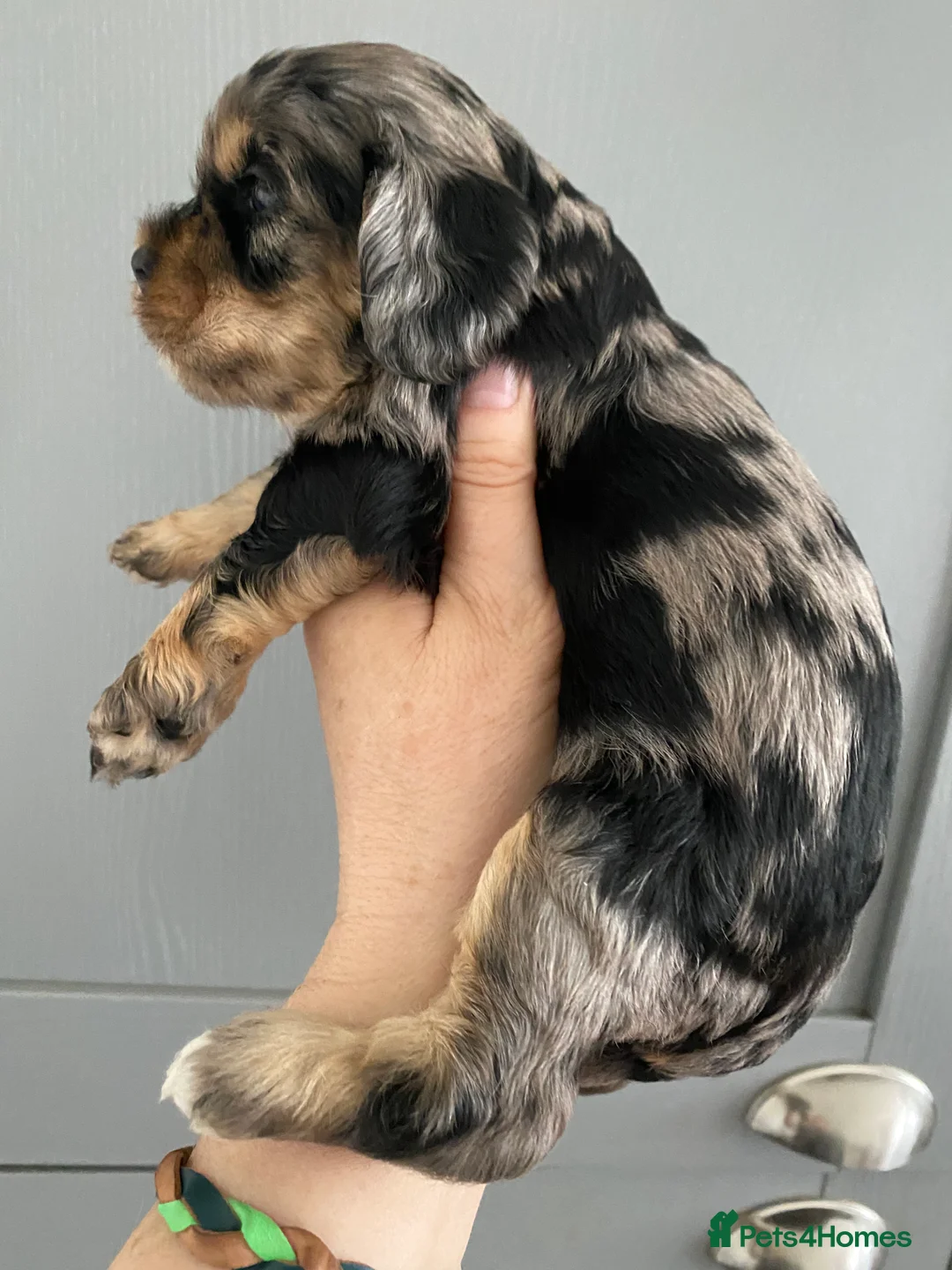 Cockapoo dogs for stud: Unique f3 American cockapoo stud  in Aberdeen - Advert 18