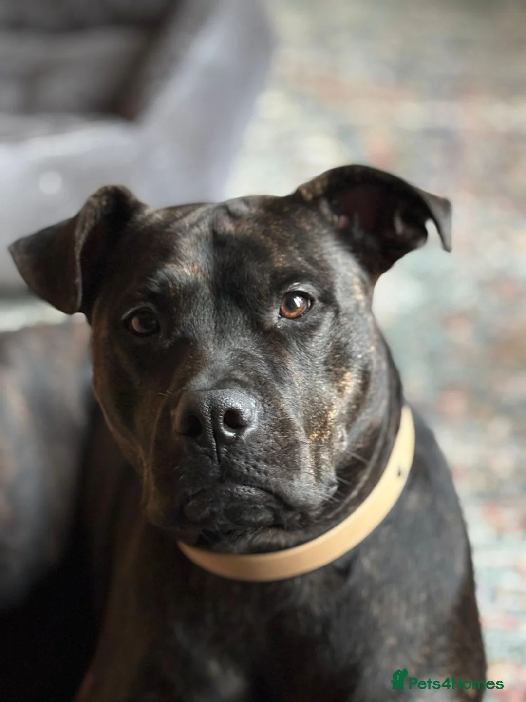 Mixed Breed dogs for sale: Staff/mastiff  - Advert 3