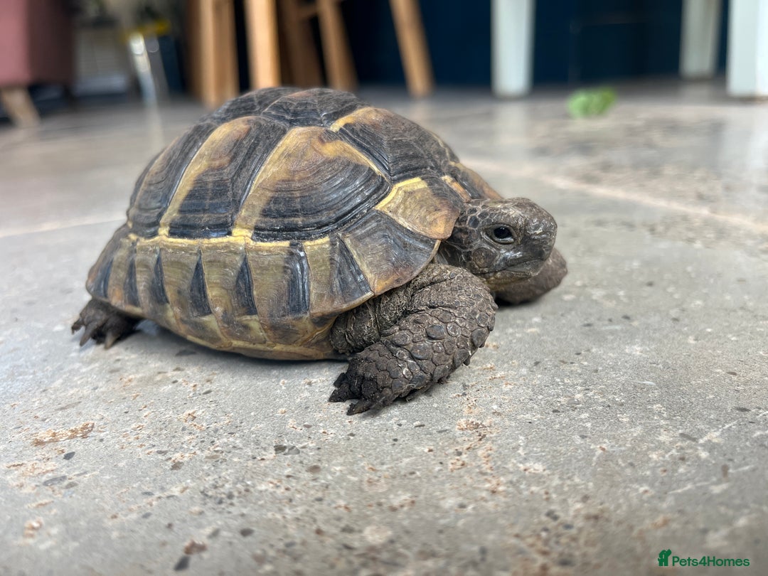 Tortoise reptiles for sale: Tortoise - Image 2