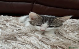 American Shorthair cats for sale: 4 Gorgeous and Playful Kittens ready to go!  - Image 4