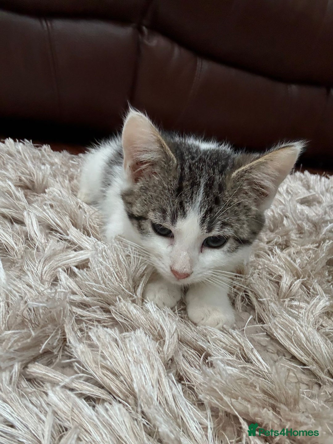 American Shorthair cats for sale: 4 Gorgeous and Playful Kittens ready to go!  - Image 4