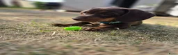 Dachshund dogs for sale: Beautiful Standard Dachshund PuppiesReadyNow 🏡❤️  - Advert 10