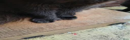 Mixed Breed cats for sale: Three beautiful black kittens  in Llanon - Advert 4