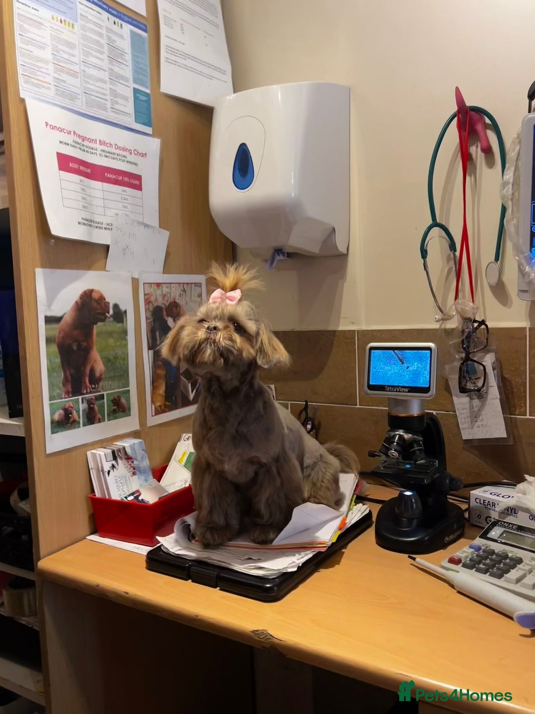 Shih Tzu dogs for stud: Beautiful KC Registered Lilac Shih Tzu in Doncaster - Image 4