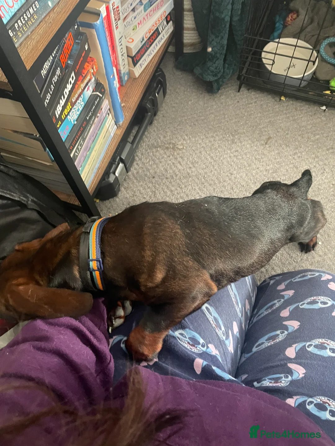 Miniature Dachshund dogs for sale: Miniature Dachshund  - Advert 7