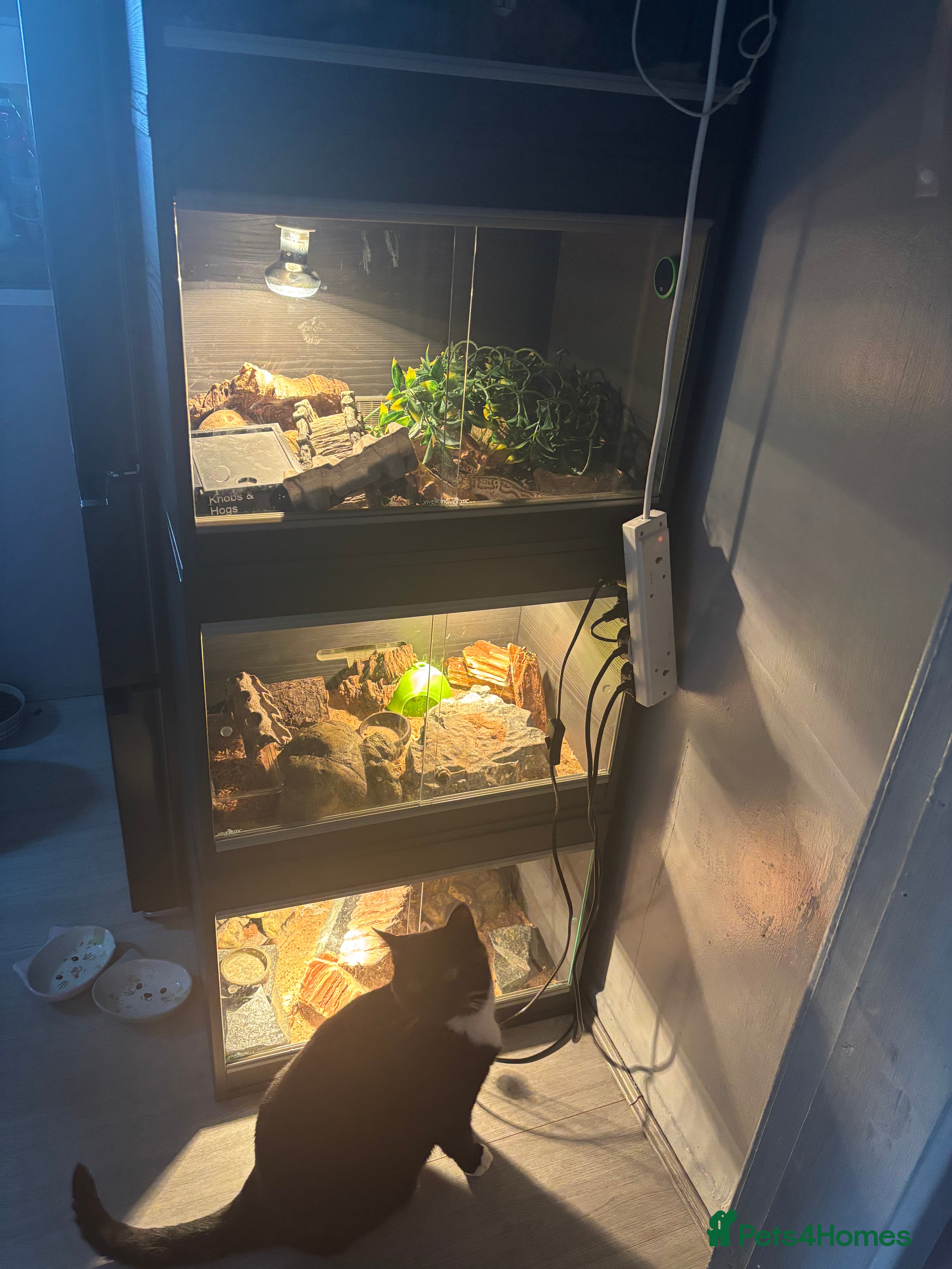 Gecko reptiles Various geckos available  - Advert 4