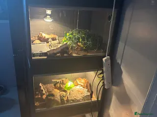 Gecko reptiles Various geckos available - Advert 17