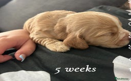 Cocker Spaniel dogs for sale: Cocker spaniel puppies  - Image 6