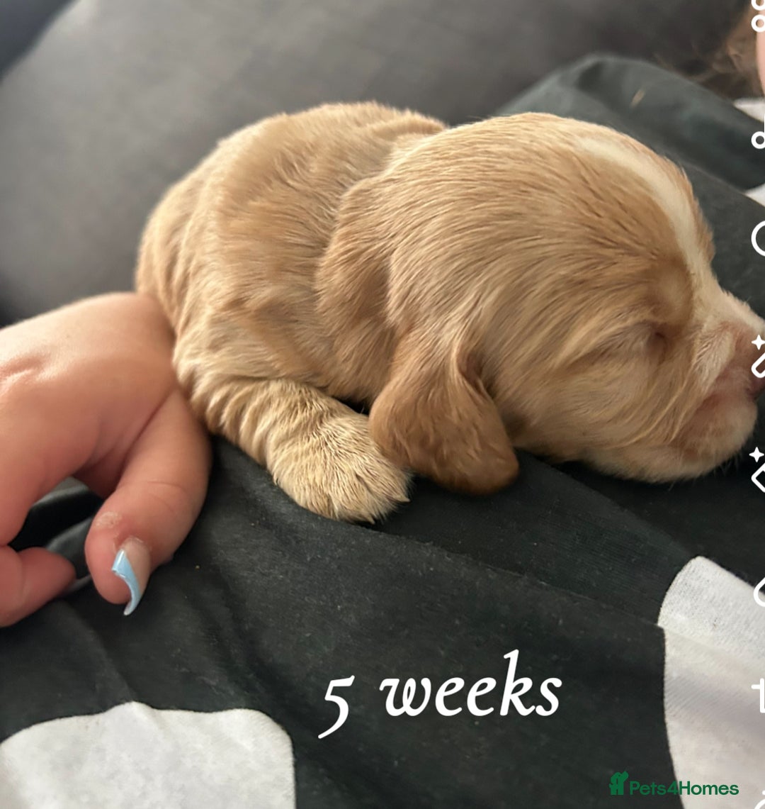 Cocker Spaniel dogs for sale: Cocker spaniel puppies  - Image 6