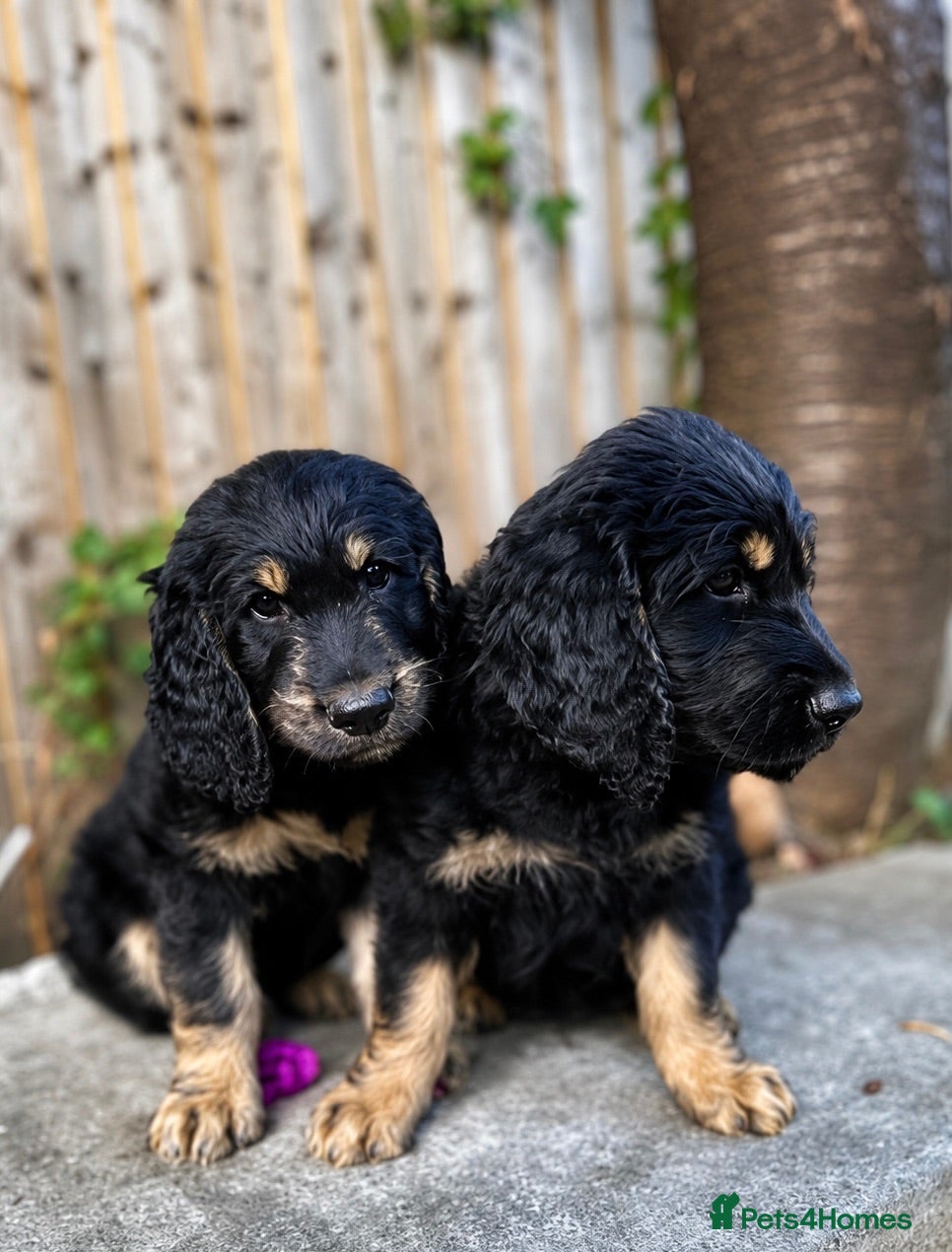 Goldendoodle dogs Ready to go F1 Standard Goldendoodle Puppies Large - Advert 18