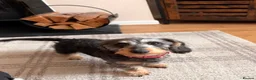 Miniature Dachshund dogs for sale: Miniature Wire Hair Dachshund  - Advert 7