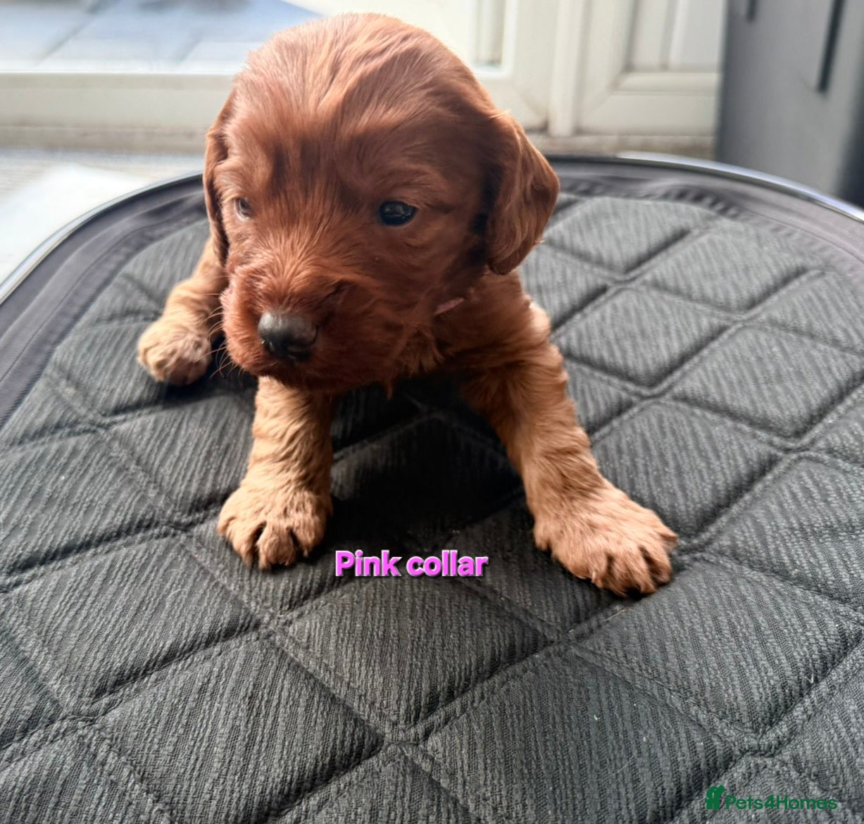 Cockapoo dogs F1 fox red Cockerpoos - Advert 2