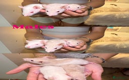 Rat rodents for sale: Baby rats for sale  - Image 2
