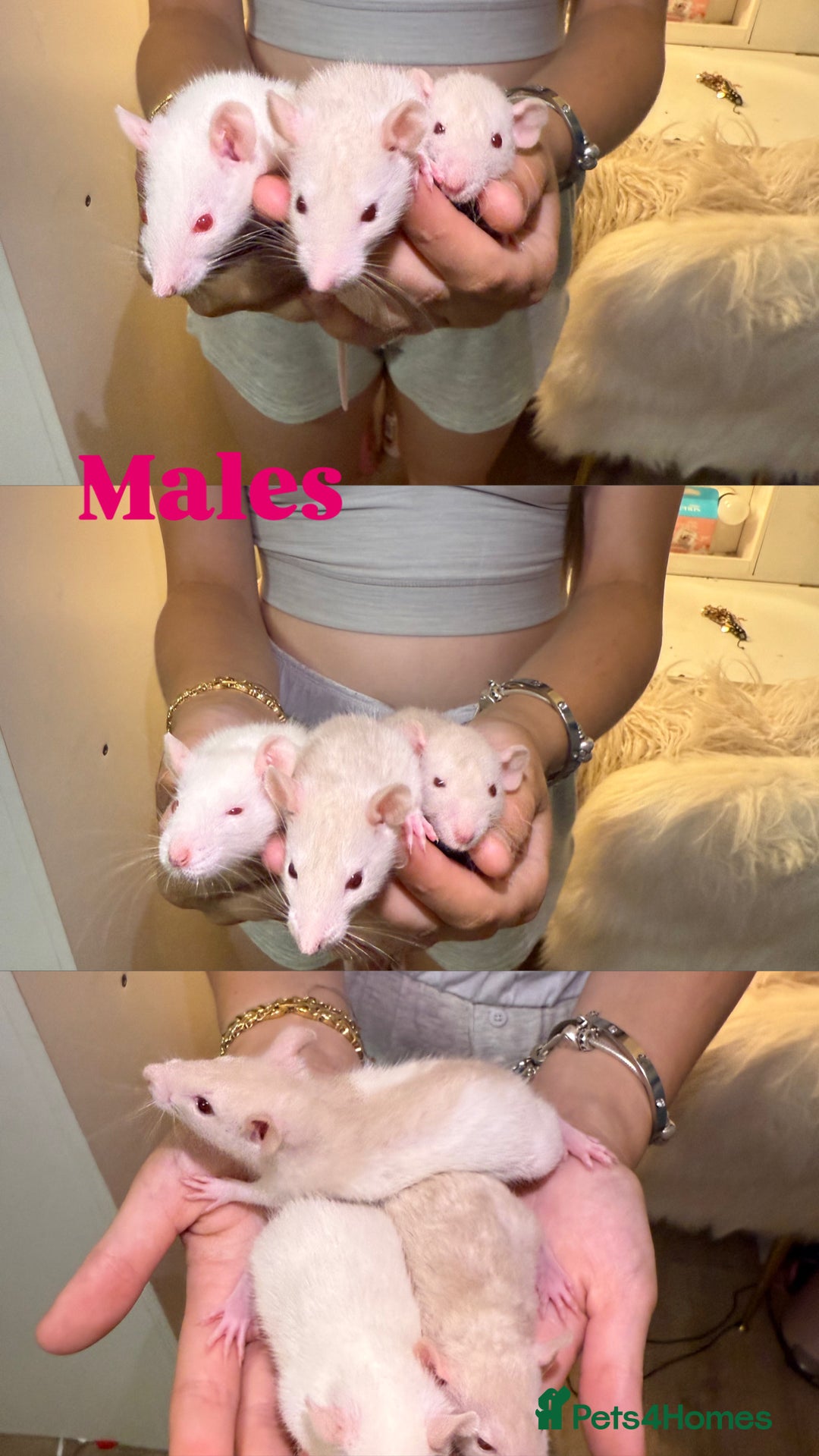 Rat rodents for sale: Baby rats for sale  - Image 2