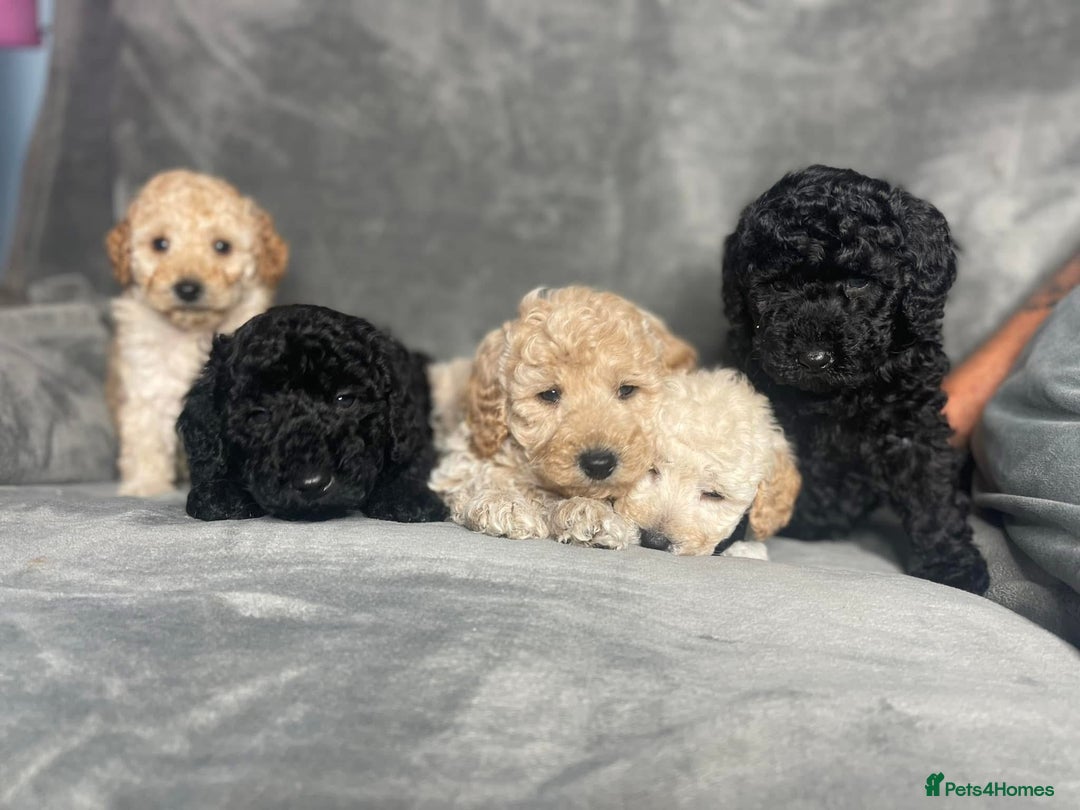 Miniature Poodle dogs for stud: KC Registered Apricot Miniature Poodle in Dronfield - Image 11
