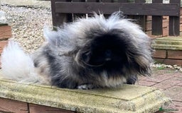 Pekingese dogs for sale: Gorgeous adult male and female  - Image 2