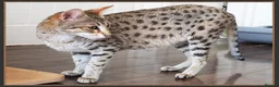 Savannah cats for sale: Beautiful Golden Savannah Girl Scampi - Advert 2