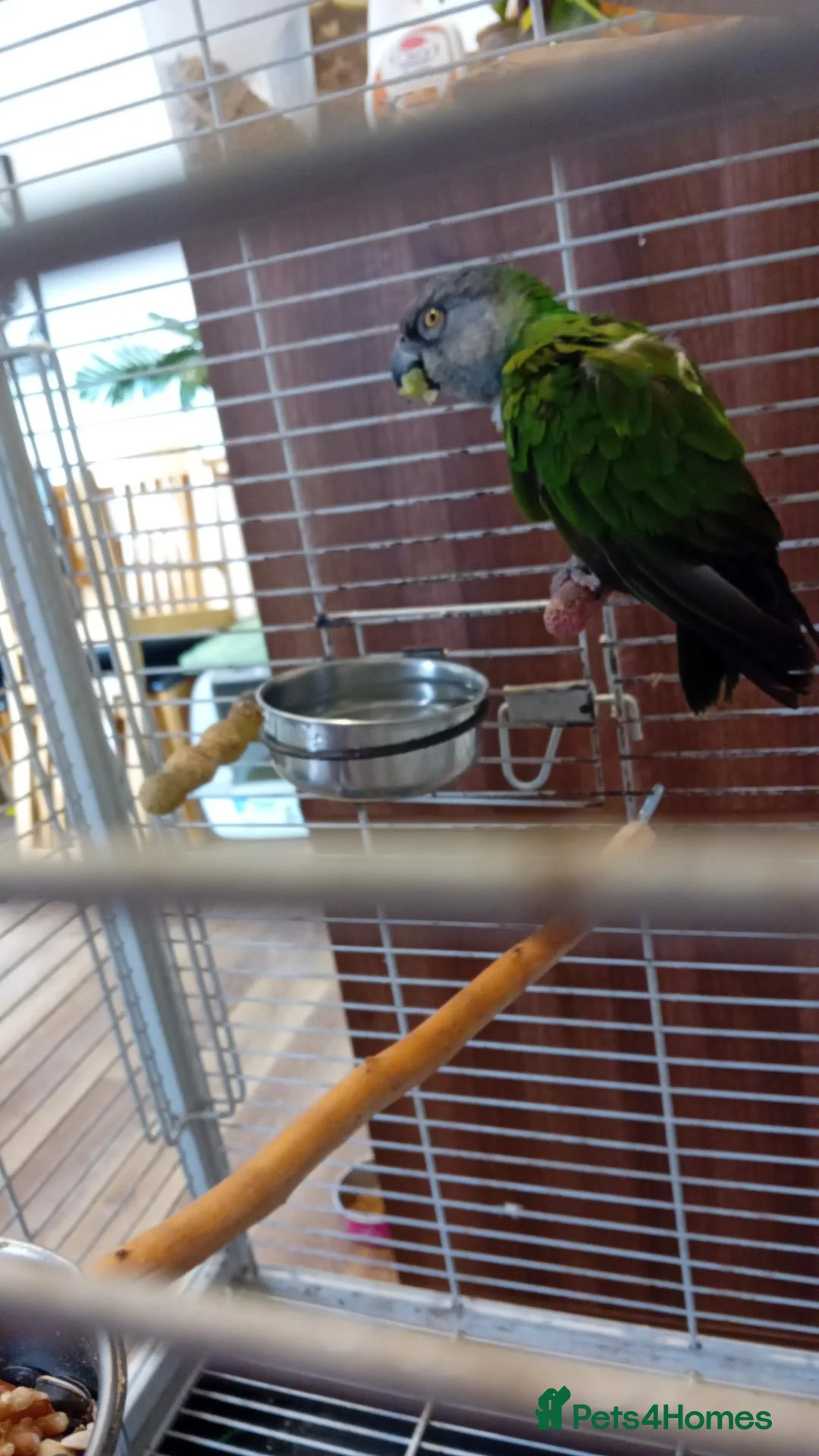 Parrots birds for sale: Senegal parrot - Advert 1