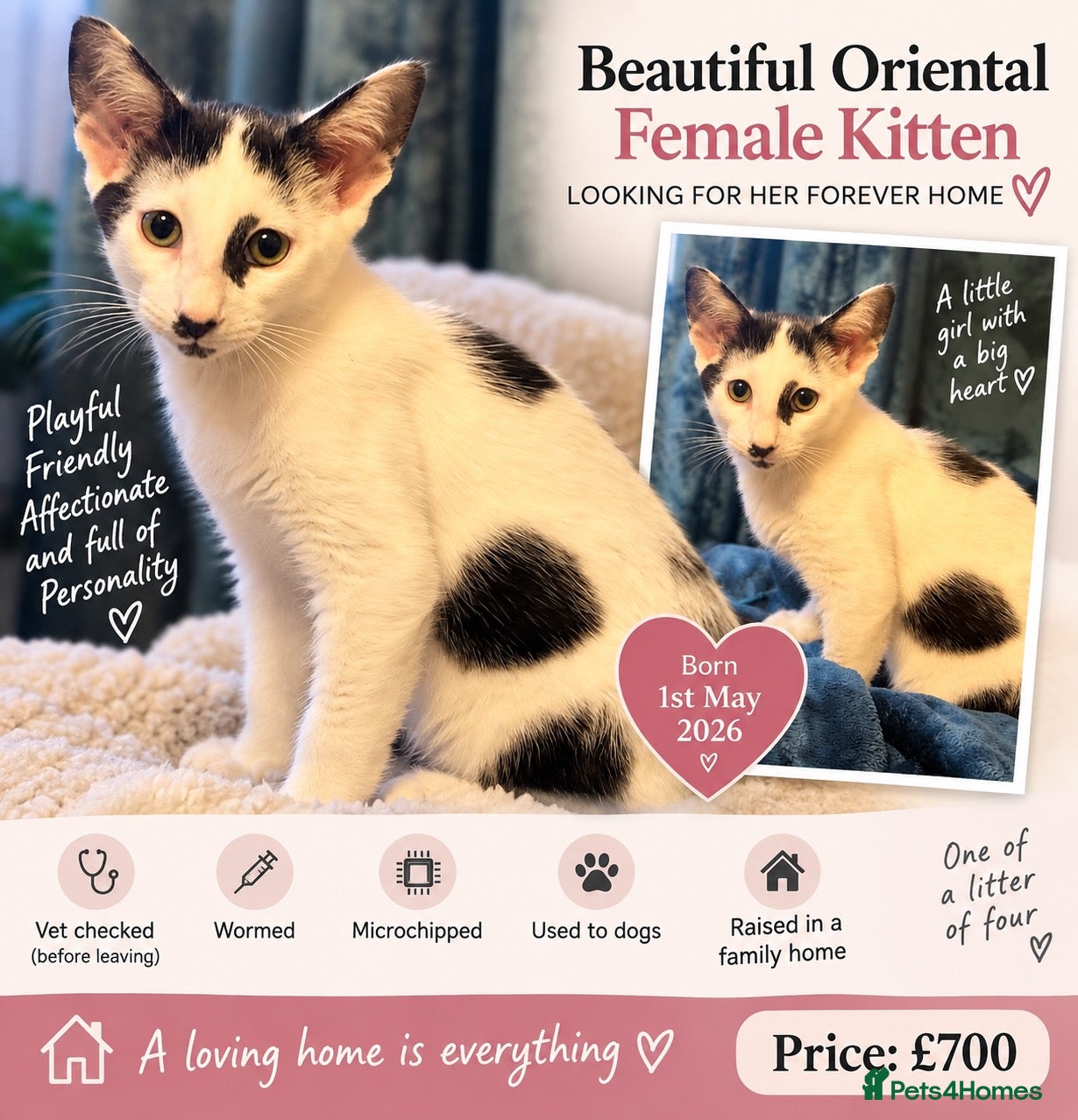 Oriental cats For sale - Advert 1