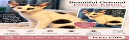 Oriental cats for sale: For sale - Advert 1