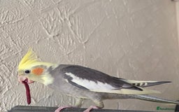 Cockatiels birds for sale: Fully weaned hand tame male baby cockatiel  - Image 2