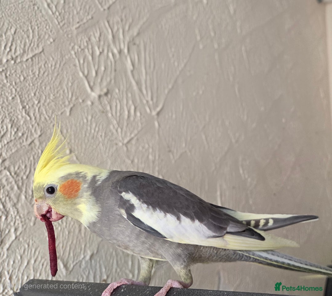 Cockatiels birds for sale: Fully weaned hand tame male baby cockatiel  - Image 2