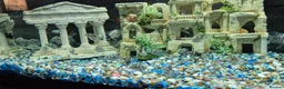 Cichlids fish for sale: Polar blue parrots in Aylesbury - Advert 13