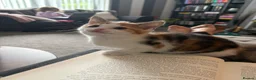 Domestic Shorthair cats for sale: 2 kittens looking for forever home! - Advert 9