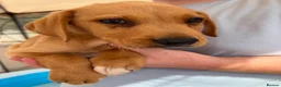 Labrador Retriever dogs for sale: Labrador puppies ready to leave! - Advert 9