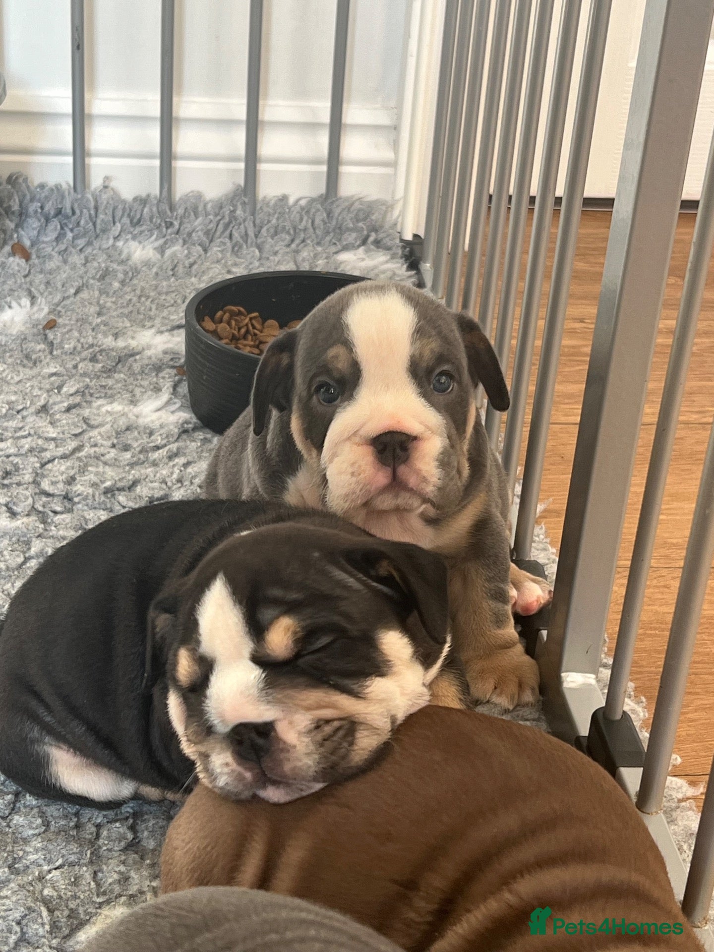 English Bulldog dogs for sale: BEAUTIFUL ENGLISH BULLDOGS  - Advert 2