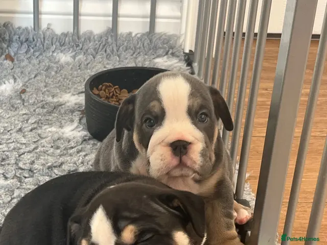 English Bulldog dogs for sale: BEAUTIFUL ENGLISH BULLDOGS - Advert 2
