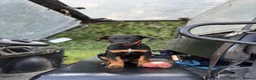 Huntaway dogs for stud: Huntaway for stud. - Advert 5